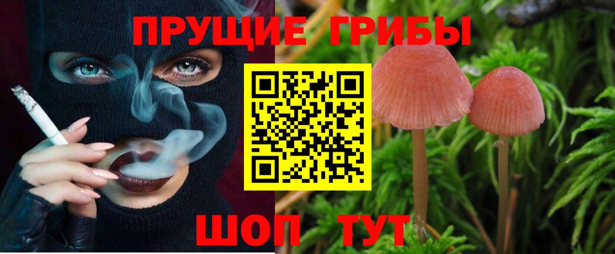 Галлюциногенные грибы Cubensis Свободный