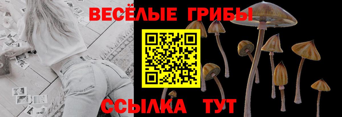 купить наркотик  Галлюциногенные грибы GOLDEN TEACHER  Вход с VPN  Свободный 